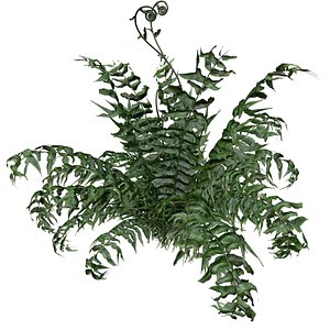 Western Sword Fern Plant - 02 - 3D model