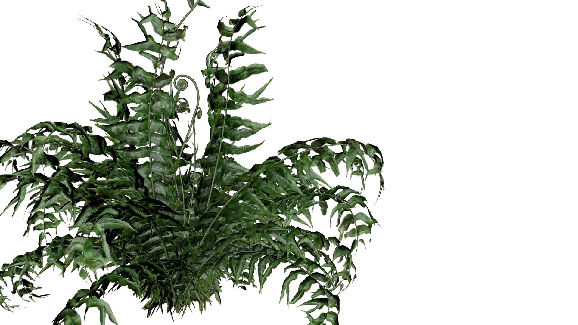 Western Sword Fern Plant - 02 - 3D model https://p.turbosquid.com/ts-thumb/Jr/fQWpta/qm/wsf_23/png/1741713943/1920x1080/fit_q87/1ec2e4586122fabacf1f3ace734fe1653662b503/wsf_23.jpg