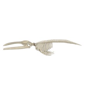 blue whale skeleton 3D model