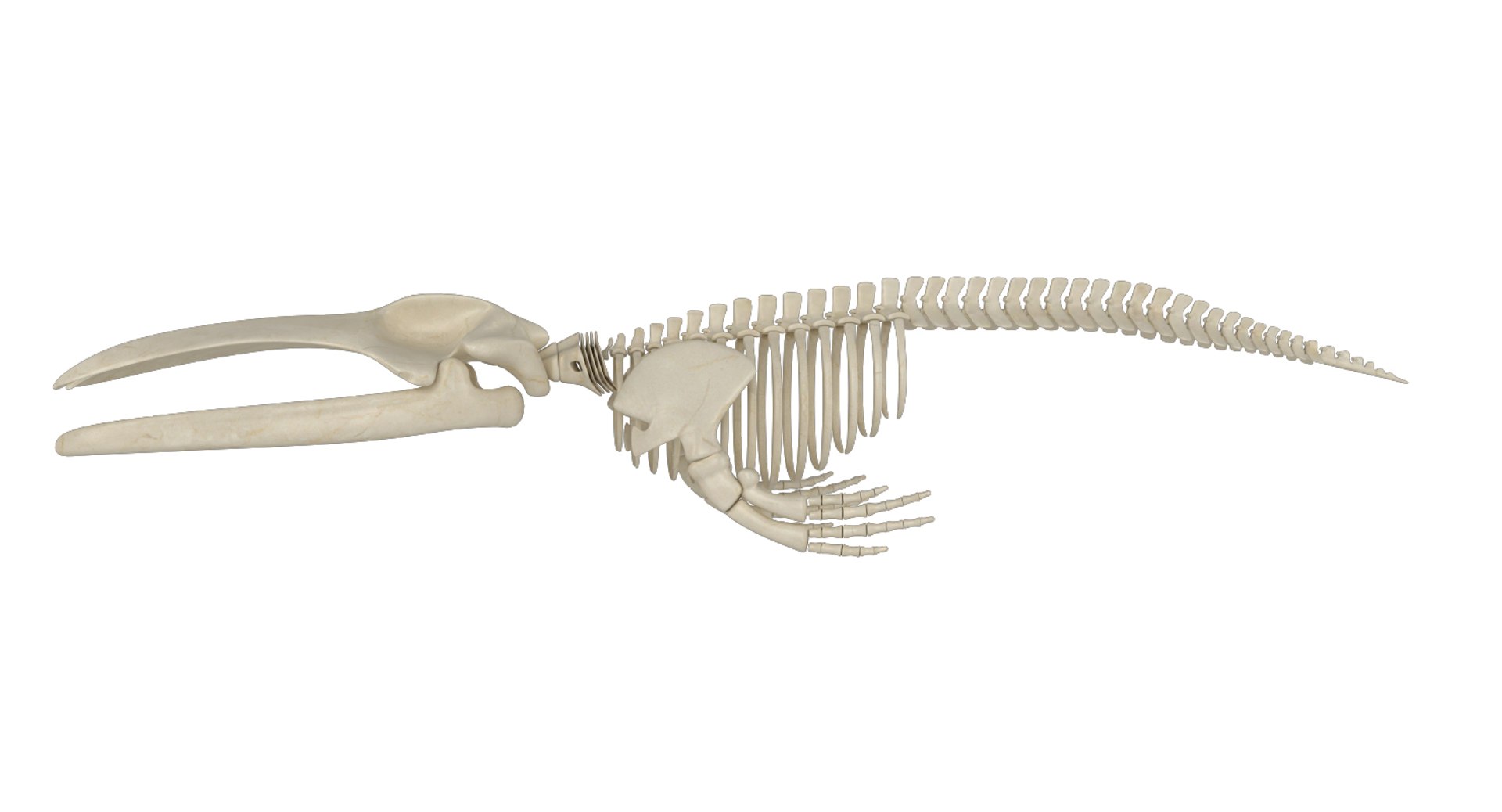 Blue Whale Skeleton 3d Model - Turbosquid 1341786