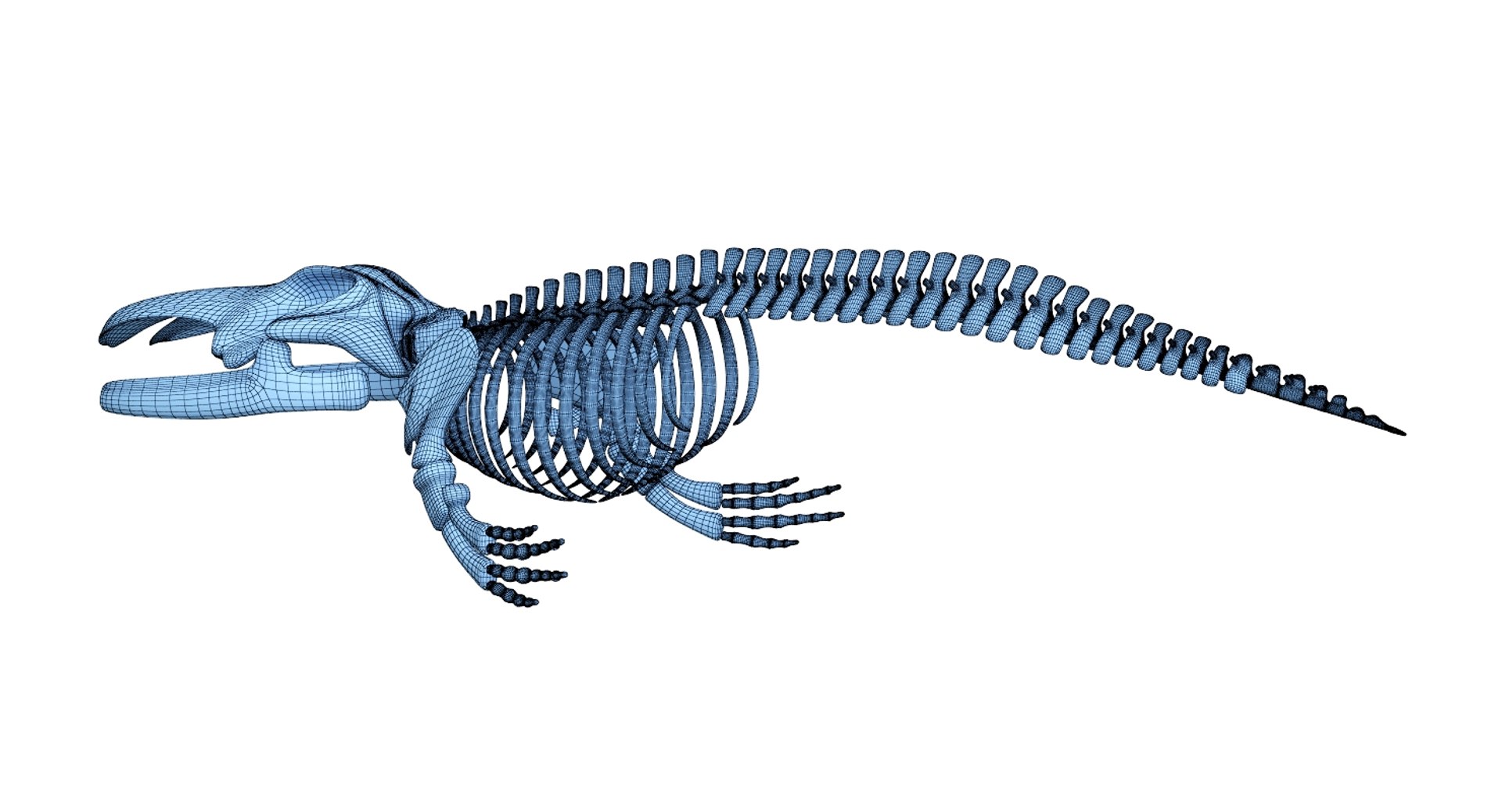 Blue Whale Skeleton 3D Model - TurboSquid 1341786