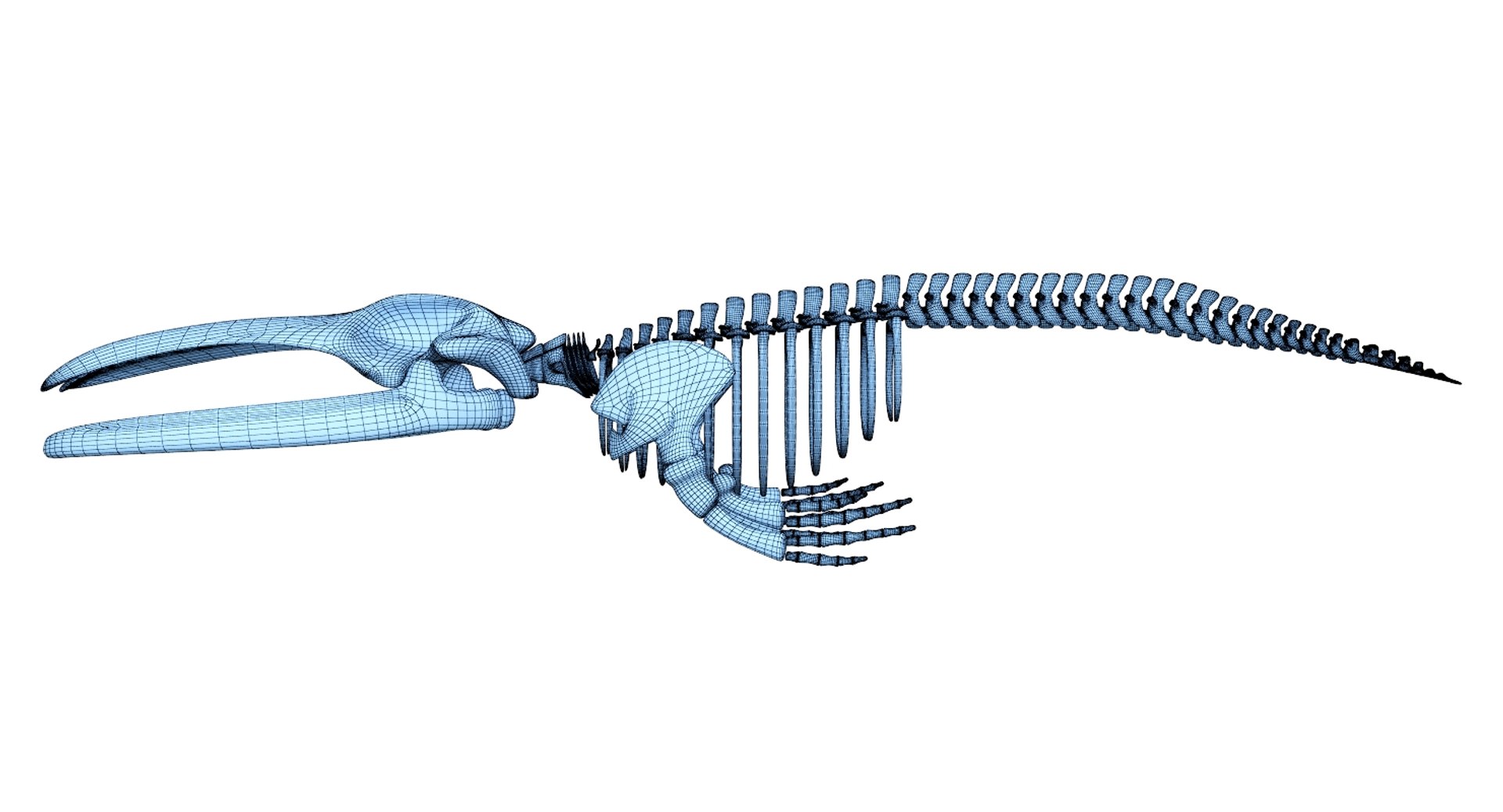 Blue Whale Skeleton 3D Model - TurboSquid 1341786