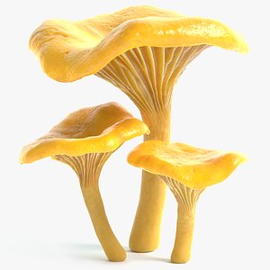 chanterelle mushrooms 3d model