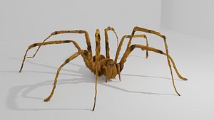 spider 3D model