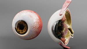 Medical Grade Human Eyeball Anatomy 3D Model blender