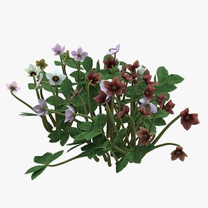 Helleborus orientalis