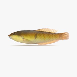 yellowhead wrasse 3D