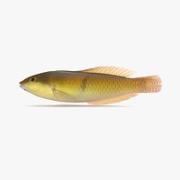 Yellowhead Wrasse