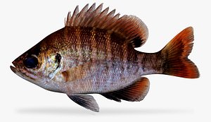 3D florida bluegill