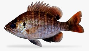 Florida Bluegill