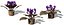 3d lwo xfrogplants african violet plant