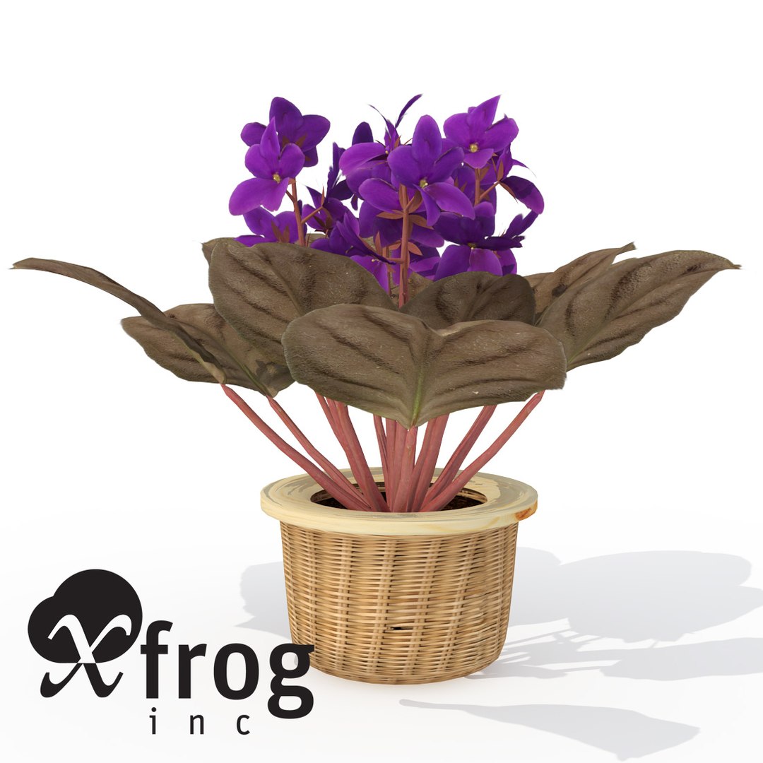 3d lwo xfrogplants african violet plant https://p.turbosquid.com/ts-thumb/Js/SB3PYZ/t8KwXUbC/hp18africanviolet1/jpg/1462490812/1920x1080/fit_q87/d169b31714e8831818b721ab51988479301d1262/hp18africanviolet1.jpg