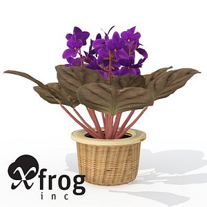 3d lwo xfrogplants african violet plant