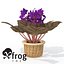 3d lwo xfrogplants african violet plant