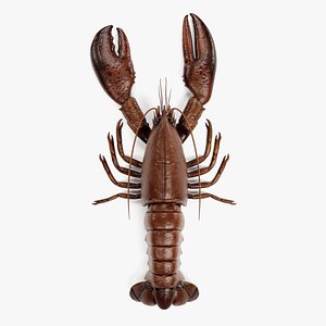 3D lobster homarus americanus