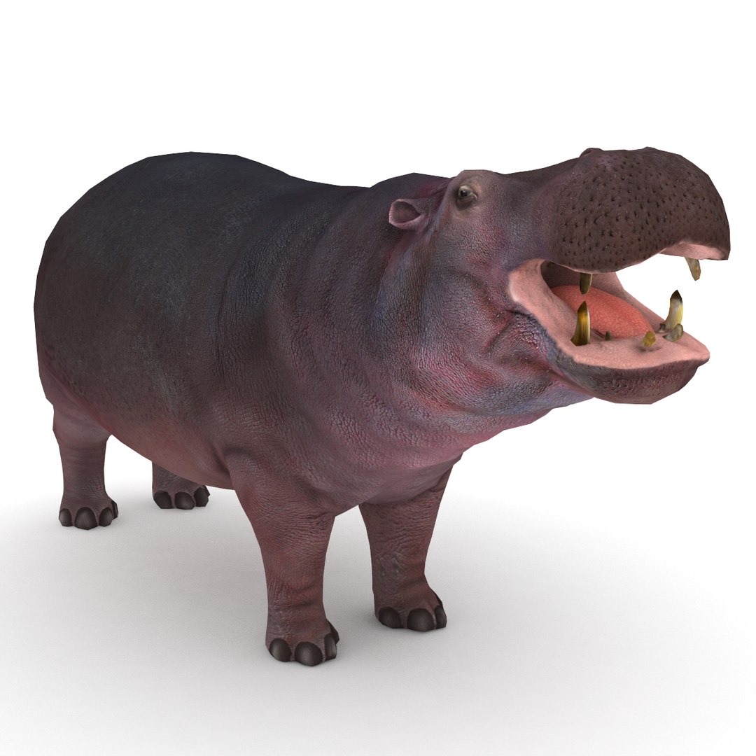 Hippopotamus Hippo 3D Model - TurboSquid 1431442