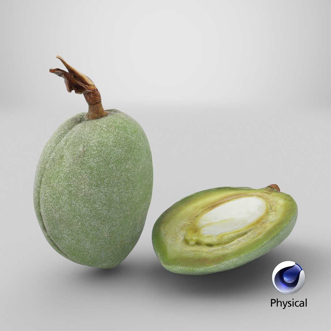 3D Fresh Almond Pod Cut Open model https://p.turbosquid.com/ts-thumb/Js/eq2gfE/Bh/stemcell_cinema_4d_physical_render/png/1782395766/1920x1080/fit_q87/e58cdf83ed02de9e8f9f8d046902d346a7c7a2e2/stemcell_cinema_4d_physical_render.jpg