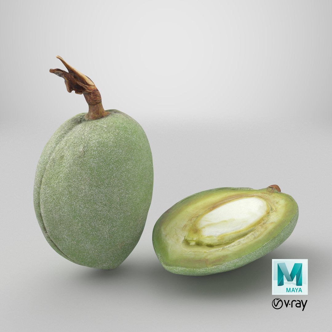 3D Fresh Almond Pod Cut Open model https://p.turbosquid.com/ts-thumb/Js/eq2gfE/HX/stemcell_maya_vray_render/png/1782395762/1920x1080/fit_q87/92b677c7f7151b7f63752b67c52f7deecabef98b/stemcell_maya_vray_render.jpg