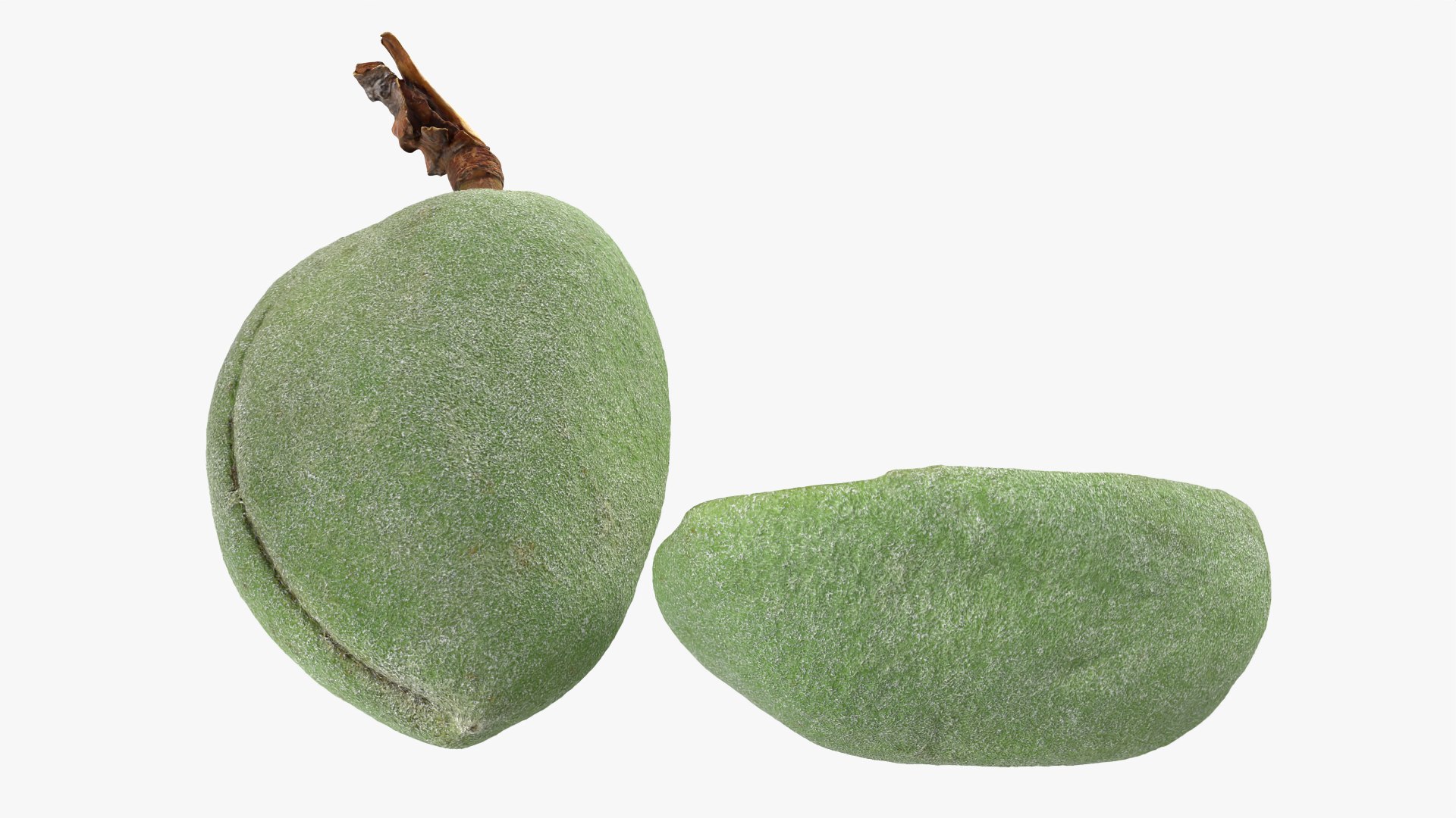 3D Fresh Almond Pod Cut Open model https://p.turbosquid.com/ts-thumb/Js/eq2gfE/PO/almondgreencut_0009/png/1781515645/1920x1080/fit_q87/8c98c94f28b26bccc378c73e81c6d6a426a4cfb9/almondgreencut_0009.jpg