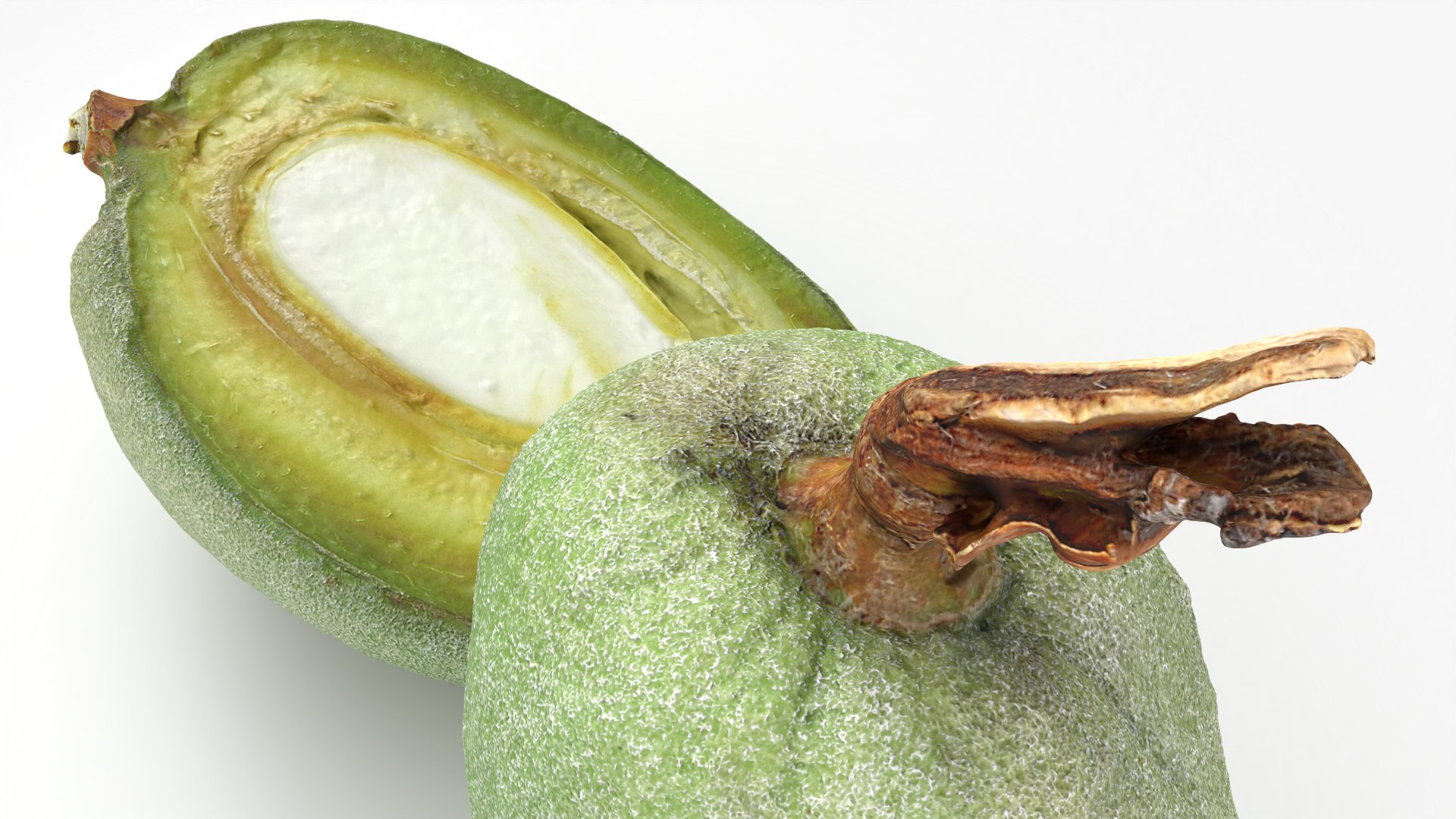 3D Fresh Almond Pod Cut Open model https://p.turbosquid.com/ts-thumb/Js/eq2gfE/Q7/almondgreencut_0006/png/1781515642/1920x1080/fit_q87/e5a9708e1dbc1e3dd3d29c4003d0bf39e0839bc9/almondgreencut_0006.jpg