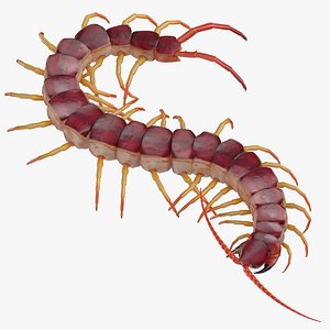 Centipede Crawling