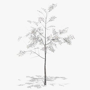 hawthorn winter low poly