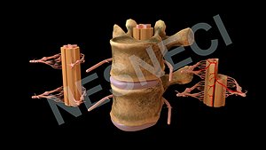 Spinal Membrane Body Roots with Vertebra