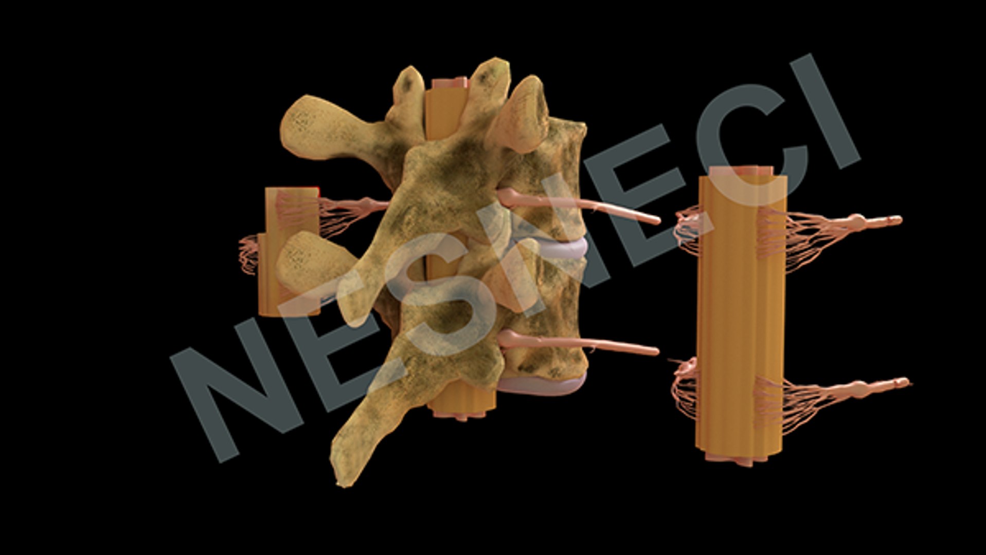Obj Spinal Membranes Roots Vertebra