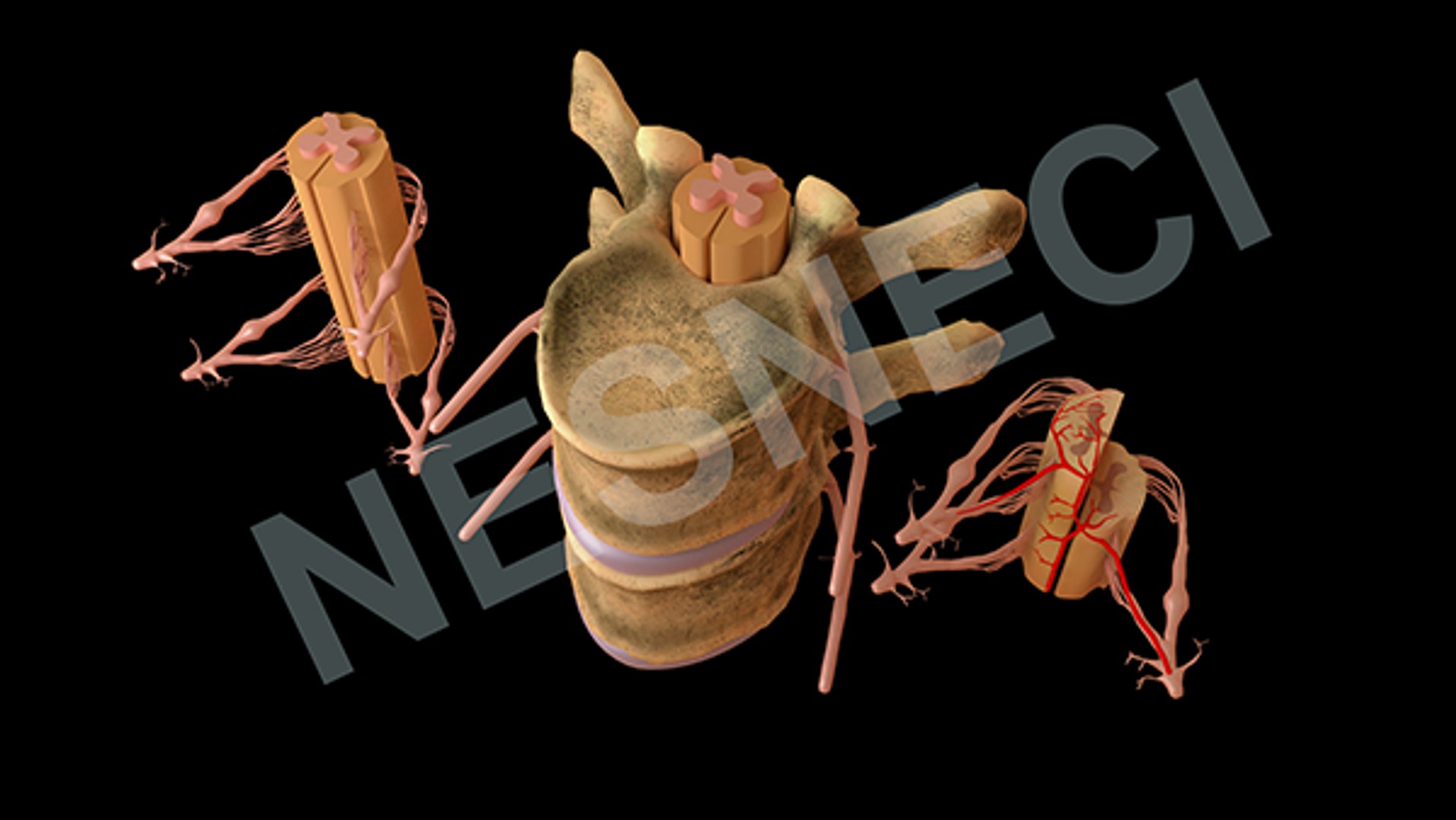 Obj Spinal Membranes Roots Vertebra