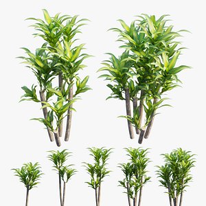 Dracaena Corn Plant set 04