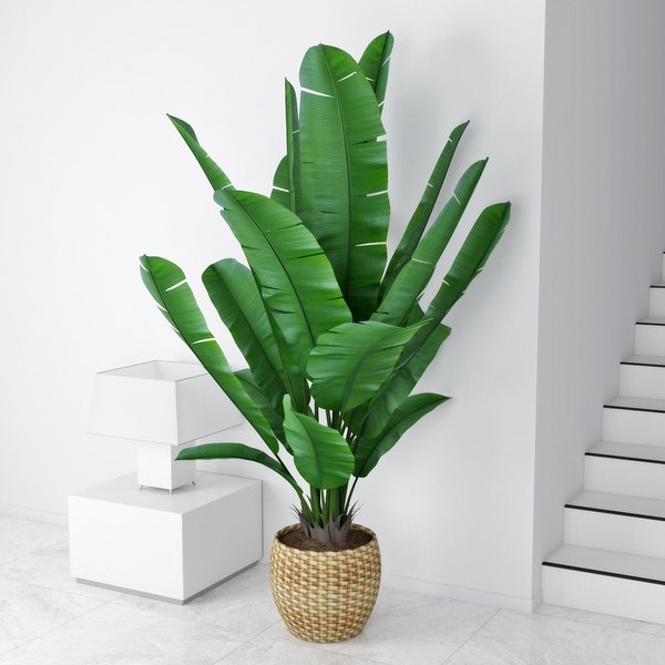 Monstera pot 3D | 1147896 | TurboSquid