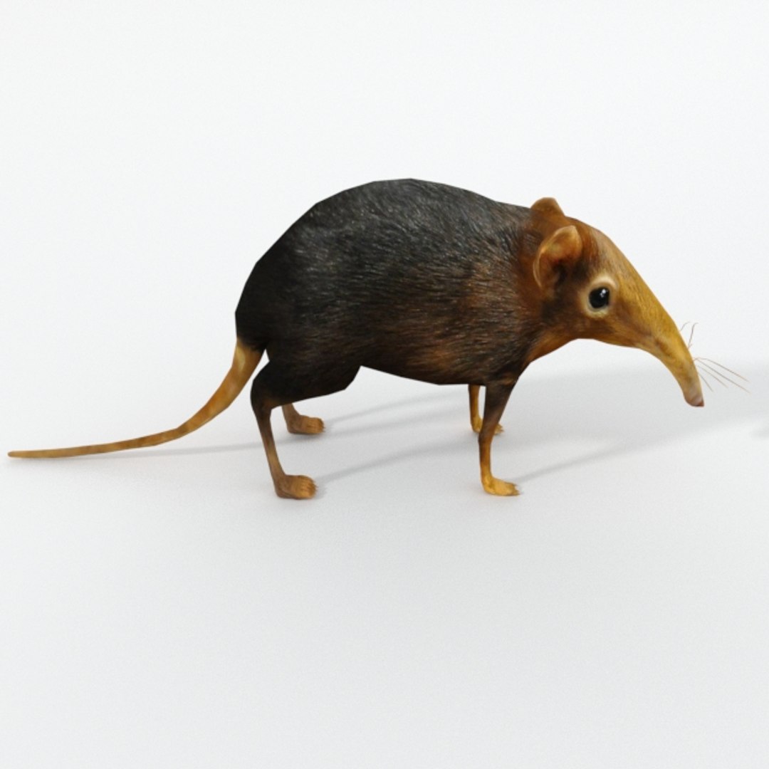 Shrew Elephant 3D Model - TurboSquid 1398186