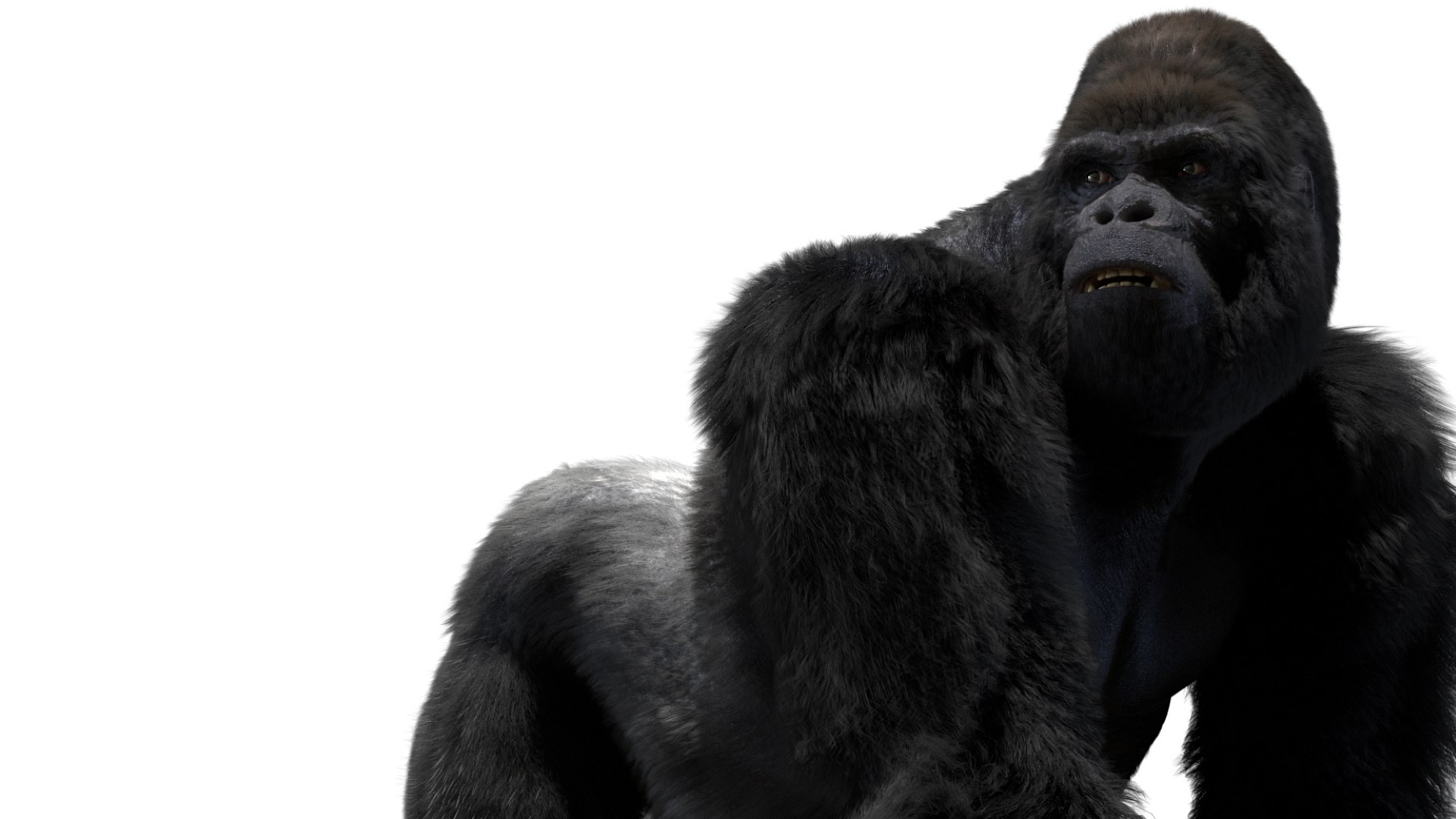 Mountain Gorilla Fur Rigged 3D model https://p.turbosquid.com/ts-thumb/Jt/F9KO7G/2x/04/jpg/1751371132/1920x1080/fit_q87/02f66b3687649ace265ea40a3da8753bf5c4e618/04.jpg