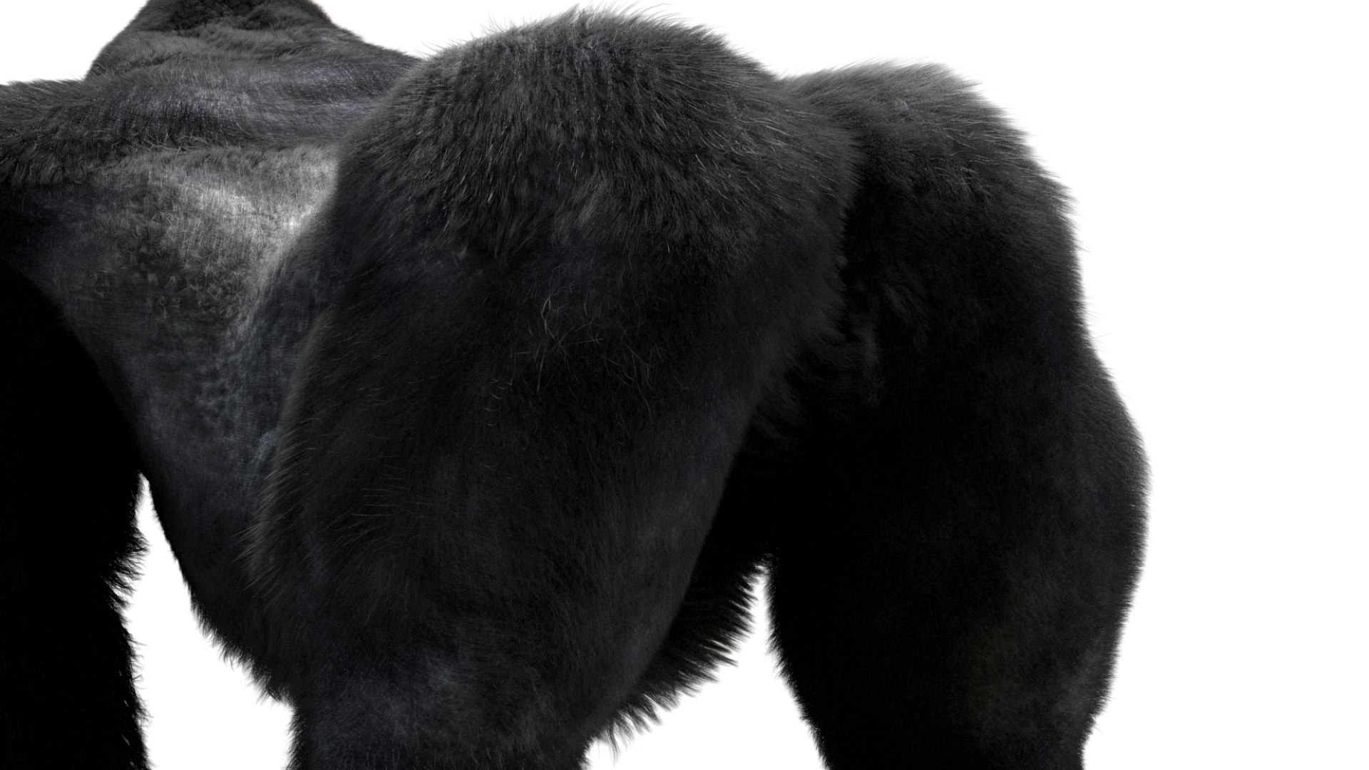 Mountain Gorilla Fur Rigged 3D model https://p.turbosquid.com/ts-thumb/Jt/F9KO7G/AN/19/jpg/1751371141/1920x1080/fit_q87/524522428af93f133ec3141c5898e6f1a1485a61/19.jpg