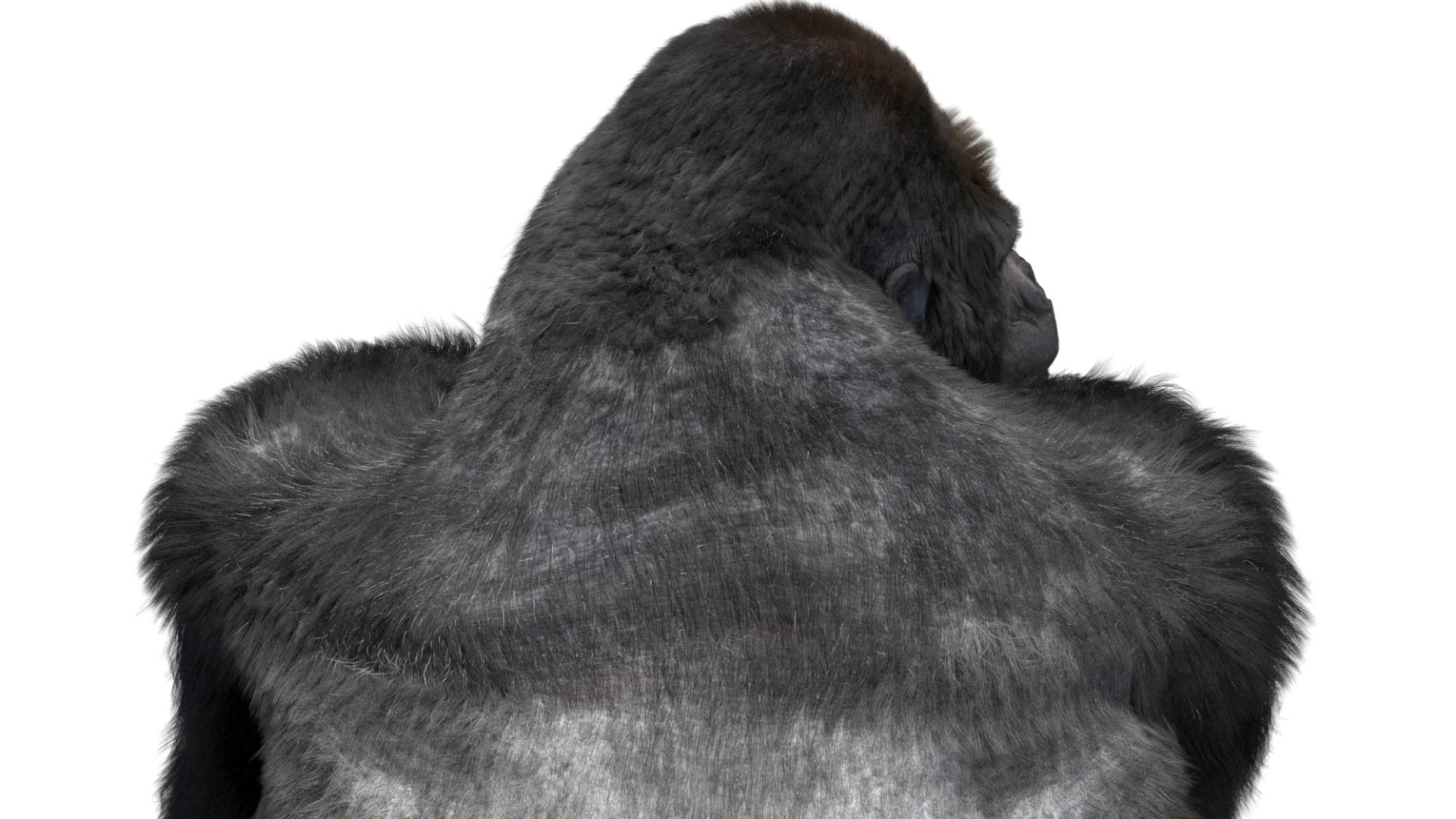 Mountain Gorilla Fur Rigged 3D model https://p.turbosquid.com/ts-thumb/Jt/F9KO7G/ER/11/jpg/1751371136/1920x1080/fit_q87/d628740fd30e4a6c9e97c1ace7577ce6605fc47d/11.jpg