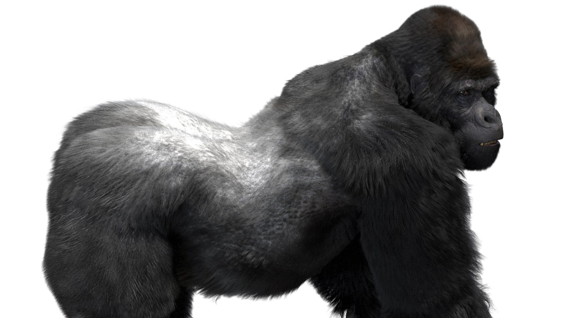 Mountain Gorilla Fur Rigged 3D model https://p.turbosquid.com/ts-thumb/Jt/F9KO7G/ES/21/jpg/1751371142/1920x1080/fit_q87/c45ec6ea17e4da313dc77fa2ed1ae6e651ef0564/21.jpg