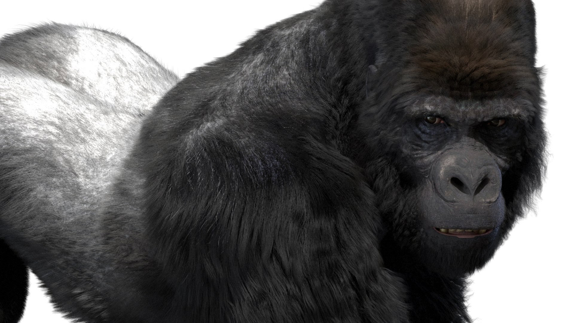 Mountain Gorilla Fur Rigged 3D model https://p.turbosquid.com/ts-thumb/Jt/F9KO7G/QH/08/jpg/1751371134/1920x1080/fit_q87/c20510ee31a109ef2481ed4db73be771838dca01/08.jpg