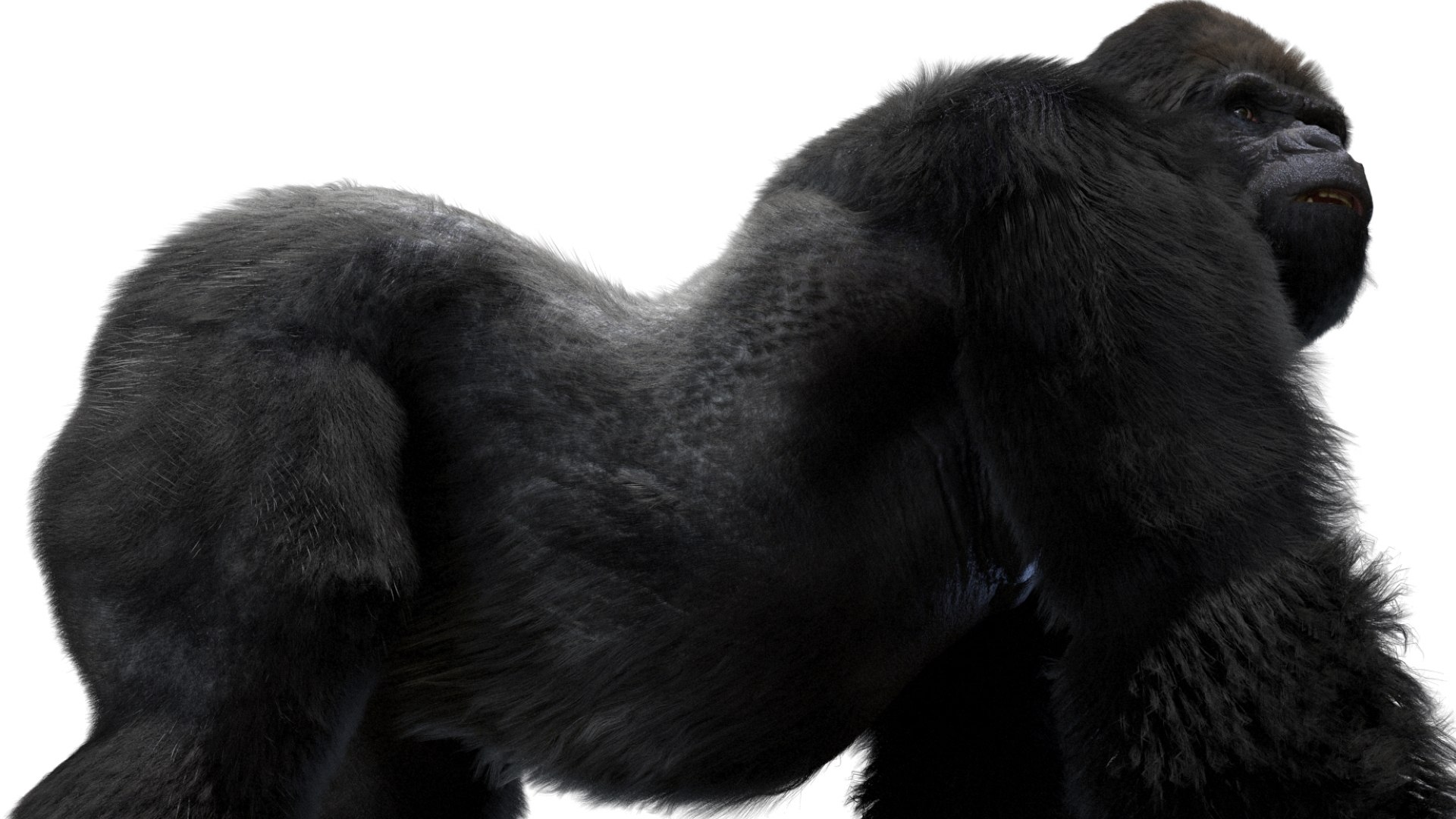 Mountain Gorilla Fur Rigged 3D model https://p.turbosquid.com/ts-thumb/Jt/F9KO7G/U6/06/jpg/1751371133/1920x1080/fit_q87/30616aa07bfd754713debecbfcc770e342a79020/06.jpg