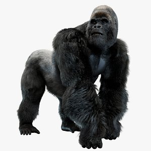Mountain Gorilla Fur Rigged 3D model
