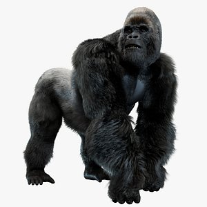 Mountain Gorilla Fur Rigged 3D