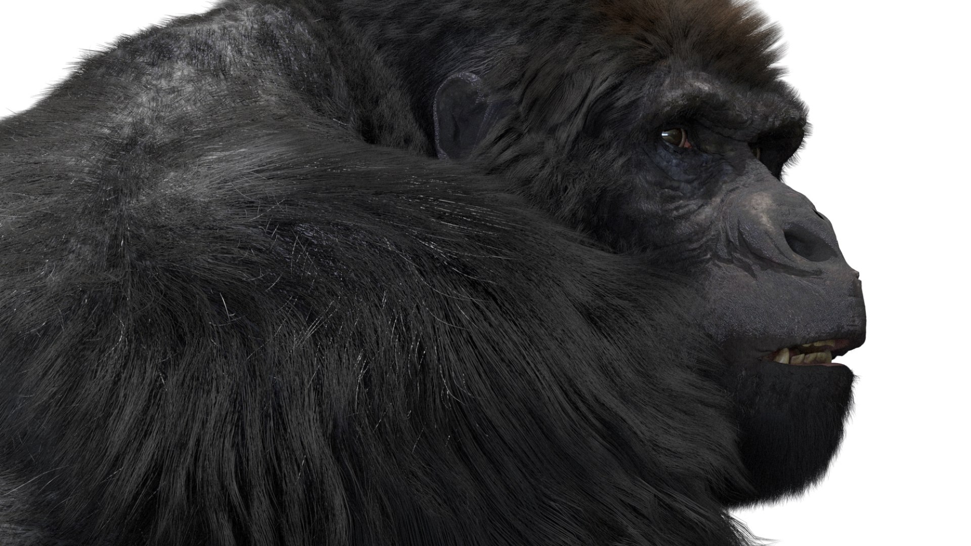 Mountain Gorilla Fur Rigged 3D model https://p.turbosquid.com/ts-thumb/Jt/F9KO7G/lU/18/jpg/1751371140/1920x1080/fit_q87/704e210579dc31dd430ad7debfd46d04d2311c89/18.jpg