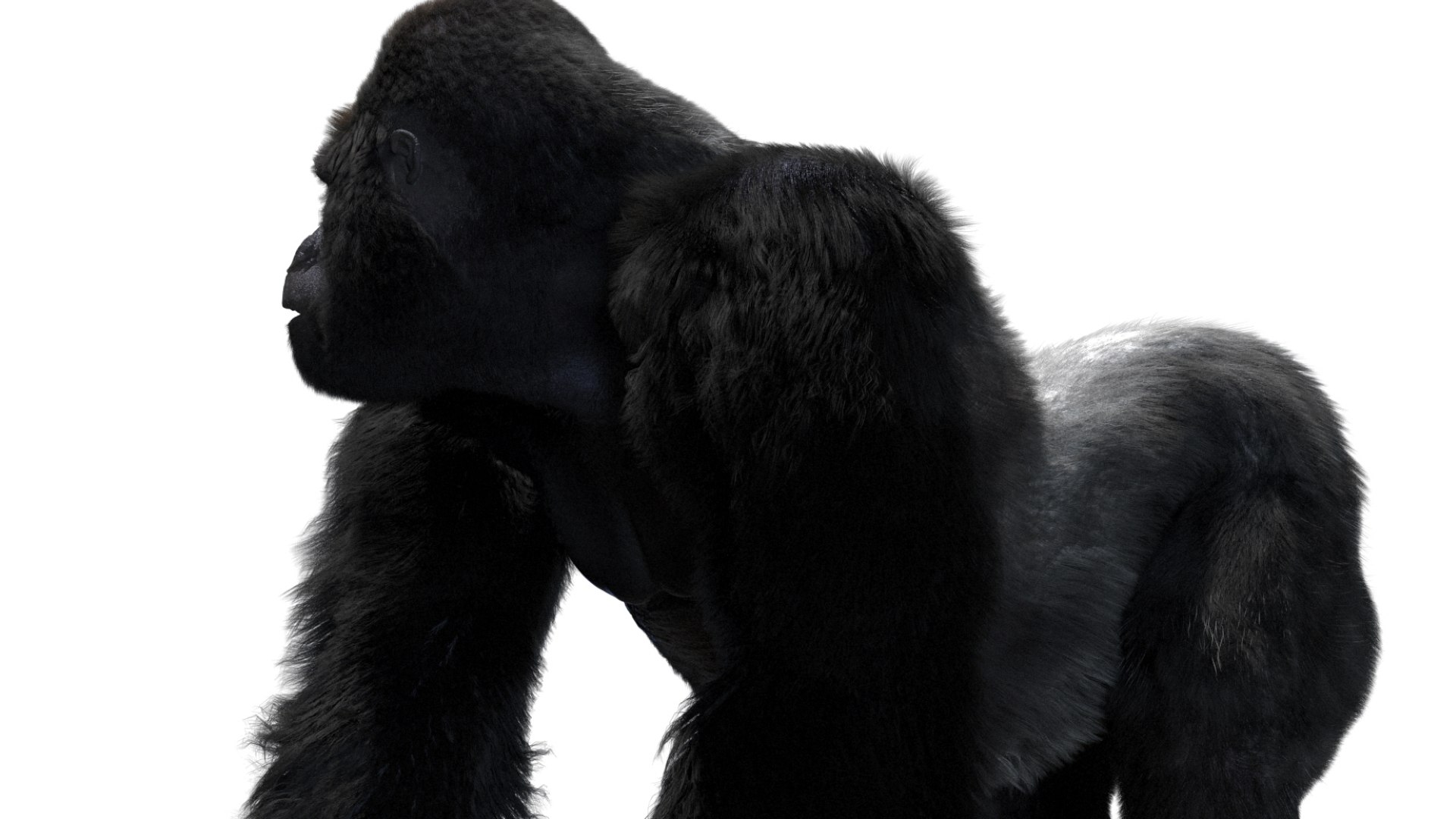 Mountain Gorilla Fur Rigged 3D model https://p.turbosquid.com/ts-thumb/Jt/F9KO7G/me/25/jpg/1751371144/1920x1080/fit_q87/a3096ce9cfda7120a228c71de20cc9210e3444df/25.jpg