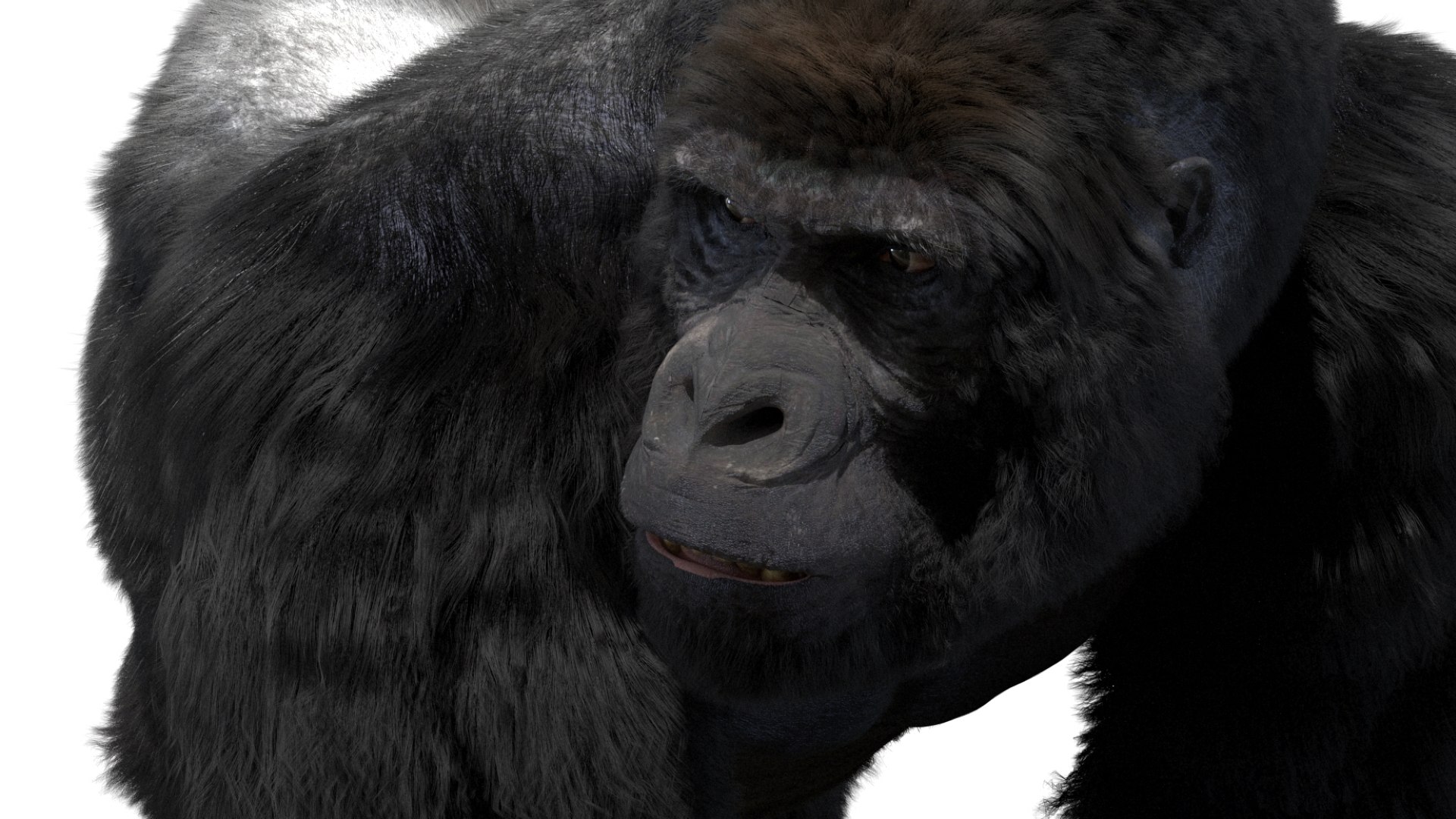 Mountain Gorilla Fur Rigged 3D model https://p.turbosquid.com/ts-thumb/Jt/F9KO7G/t6/20/jpg/1751371142/1920x1080/fit_q87/5e21743beba44e86be9fd1a7ea999be30da09277/20.jpg