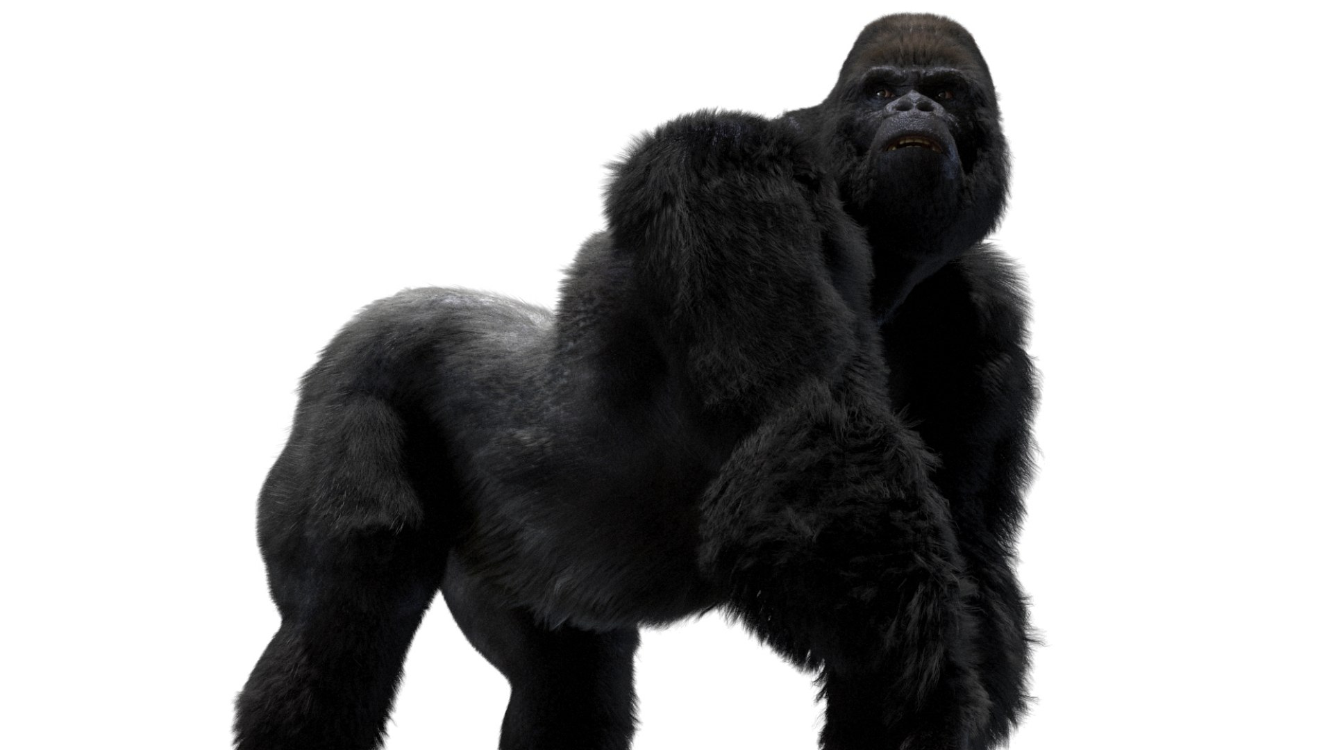 Mountain Gorilla Fur Rigged 3D model https://p.turbosquid.com/ts-thumb/Jt/F9KO7G/uu/22/jpg/1751371142/1920x1080/fit_q87/992940a651c8461bab2902478c85a8ccfba35e95/22.jpg
