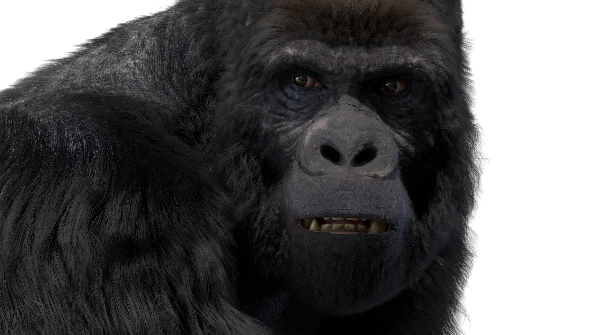 Mountain Gorilla Fur Rigged 3D model https://p.turbosquid.com/ts-thumb/Jt/F9KO7G/xH/17/jpg/1751371140/1920x1080/fit_q87/487faf5771297cba94a0d6cbbf4158d76a0264ba/17.jpg