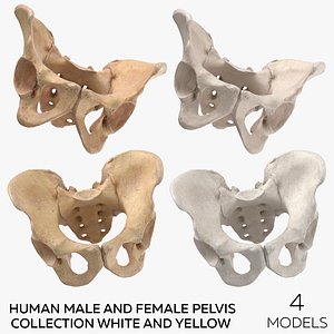 Human Male and Female Pelvis Collection White and Yellow - 4 models 3D model