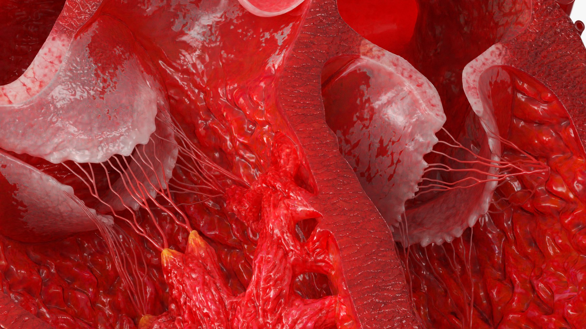 Realistic Human Heart Cross Section Red model https://p.turbosquid.com/ts-thumb/Jt/GWLIxU/3I/realistic_human_heart_cross_section_red_006/jpg/1774338994/1920x1080/fit_q87/9ab5838e485d08136db2ff771d1ab0b45fff8536/realistic_human_heart_cross_section_red_006.jpg