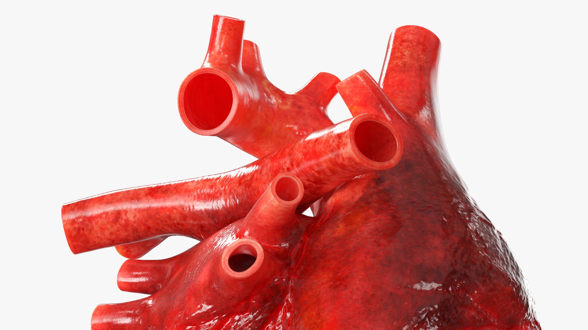Realistic Human Heart Cross Section Red model https://p.turbosquid.com/ts-thumb/Jt/GWLIxU/Dm/realistic_human_heart_cross_section_red_004/jpg/1774338988/1920x1080/fit_q87/6d4ff34fe13646bd538236c9a3522efd109fed5b/realistic_human_heart_cross_section_red_004.jpg