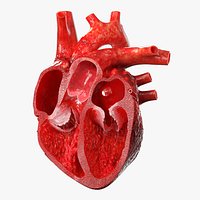 Realistic Human Heart Cross Section Red