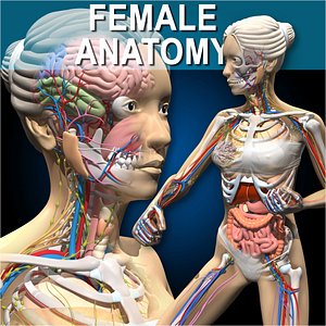 Female Anatomy and Skeleton - Advanced Rig